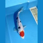 tanco sangkey 24cm ori bhn keting