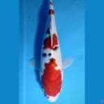sangkey 3step ory 29cm