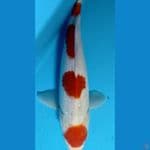 kohako maruten  25 cm