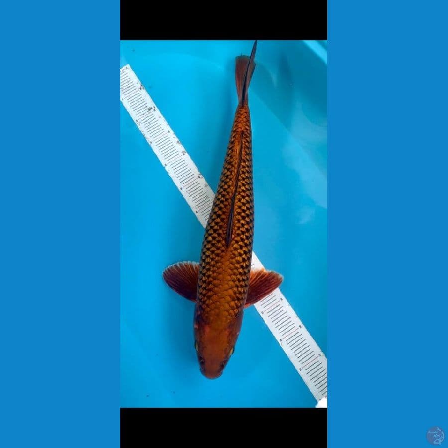 CHAGOI FULL GINDRIN 55BU Male