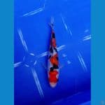 Sanke doitsu SQ 15bu