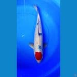 tc sanke 47 cm Male 
