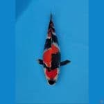 Maruten Showa SQ 30 cm Male