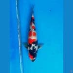 Showa Sumi Cat 38cm Male