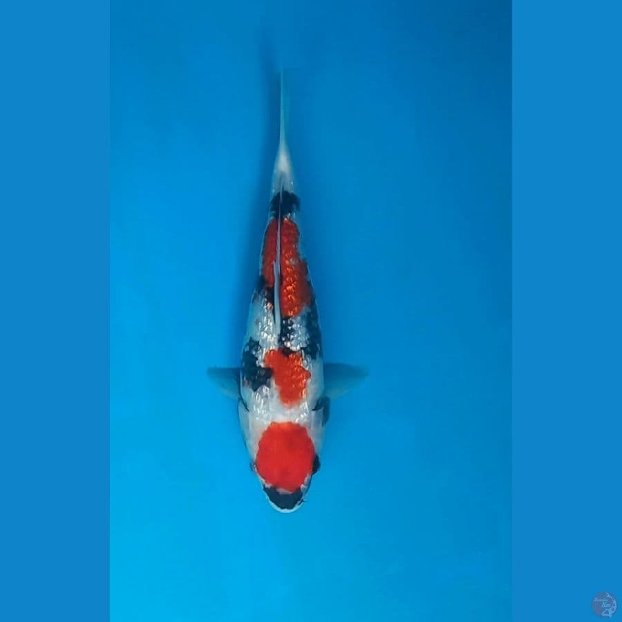 Maruten Showa Ginrin 25cm SQ