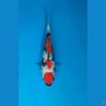 Maruten Showa Ginrin 25cm SQ