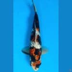 Koromo Showa ginrin SQ 30cm Male