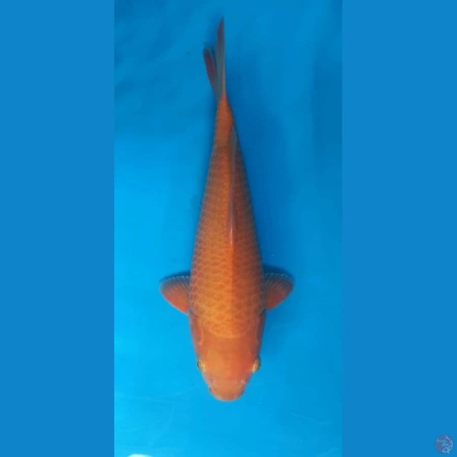 Kawari Karamel 35cm, SQ