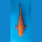 Kawari Karamel 35cm, SQ