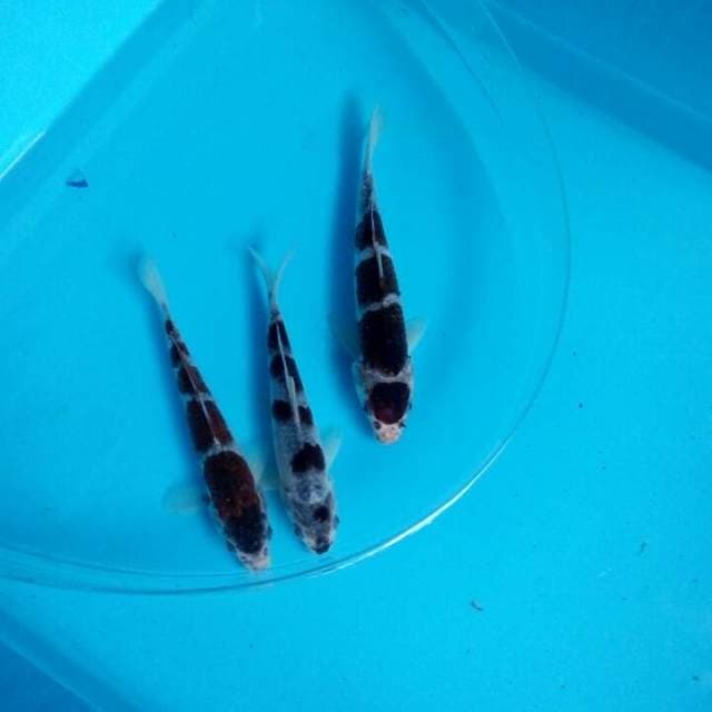 Trio