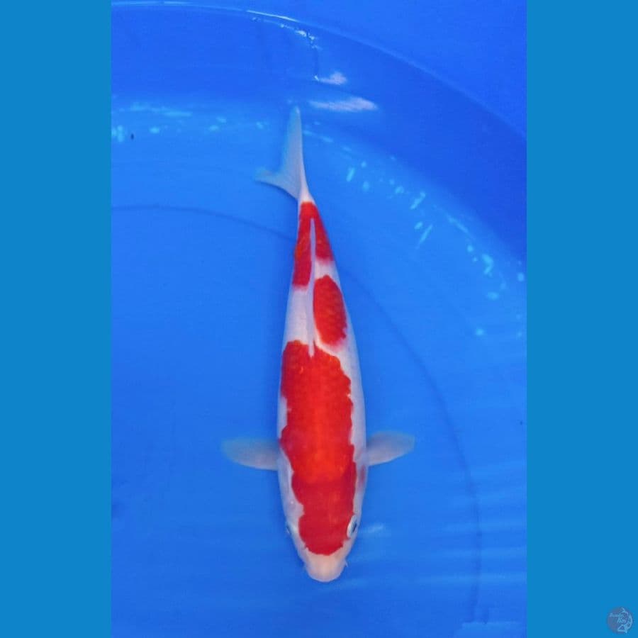 KOHAKU 30 CM ORI