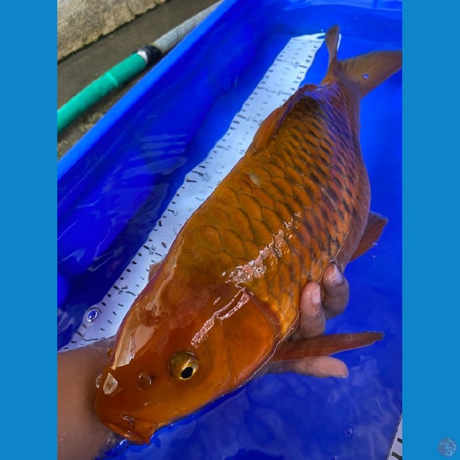 43 jantan chagoi ~v3