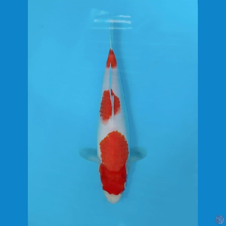 KOHAKU STEP 3 ORIGNAL
