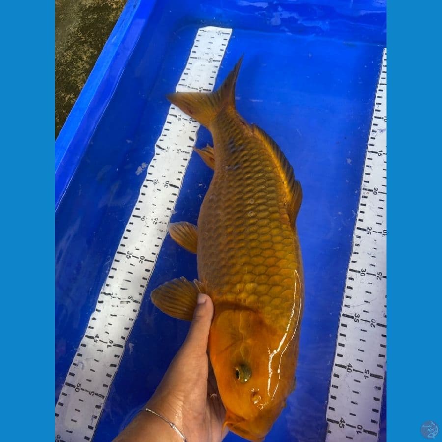 43 punuk chagoi ~v6