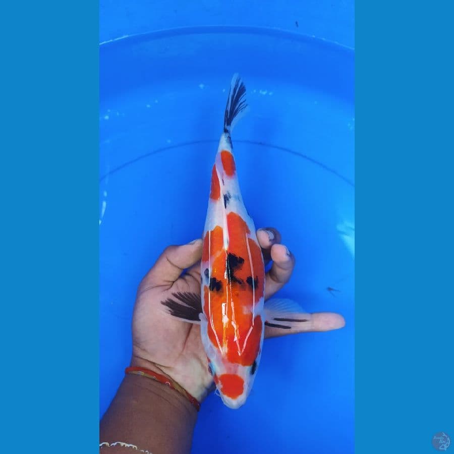 showa 31 cm