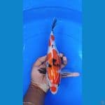 showa 31 cm