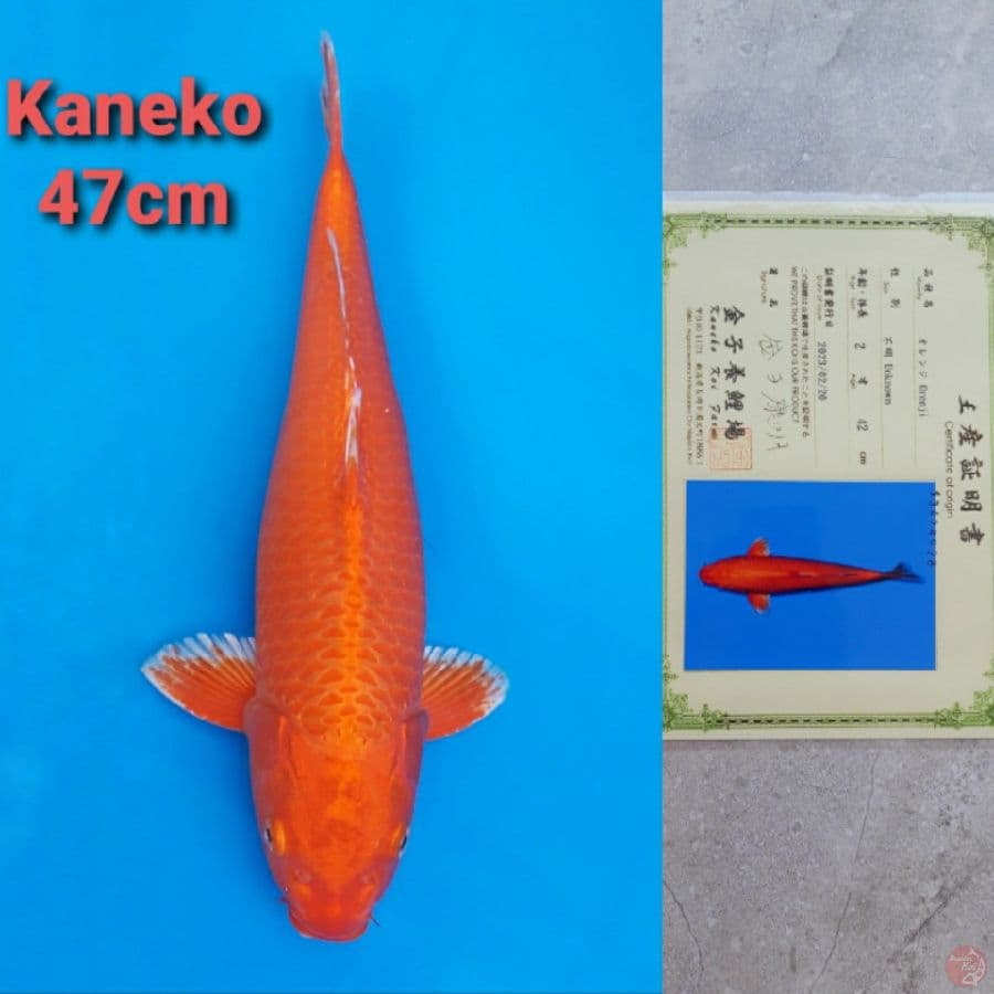 KANEKO ORENJI 47CM SERTI