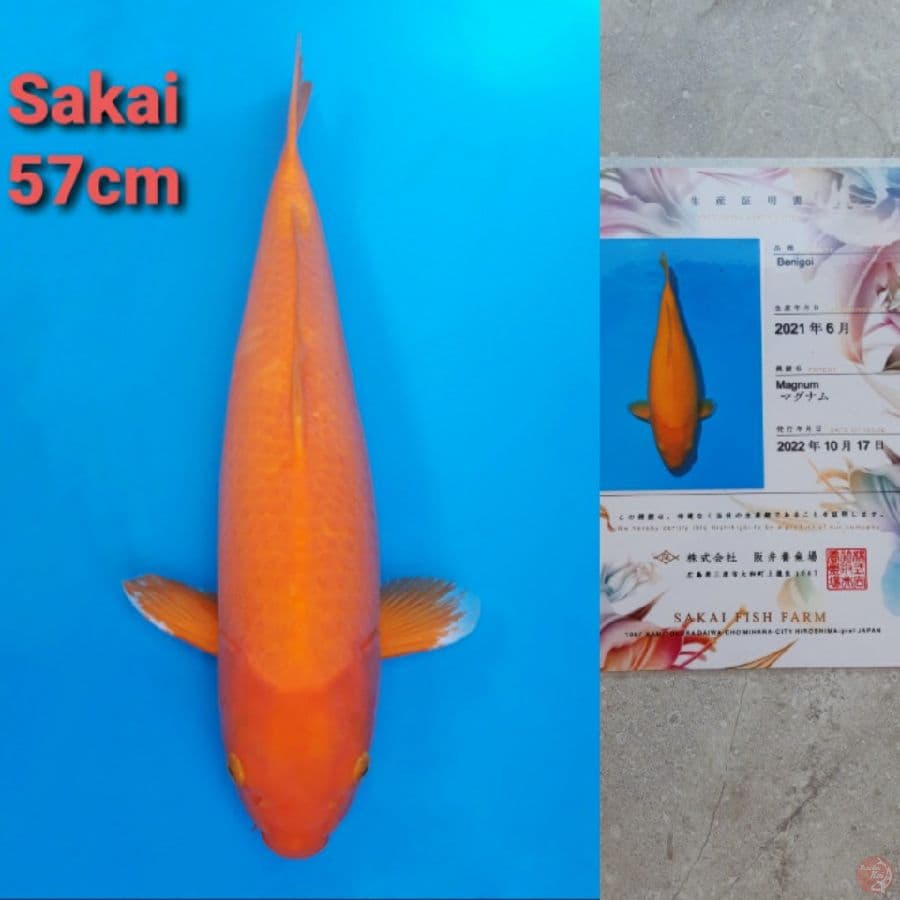 SAKAI SFF BENIGOI 57CM SERTI
