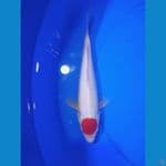 TC KOHAKU ORI MALE || 25CM 