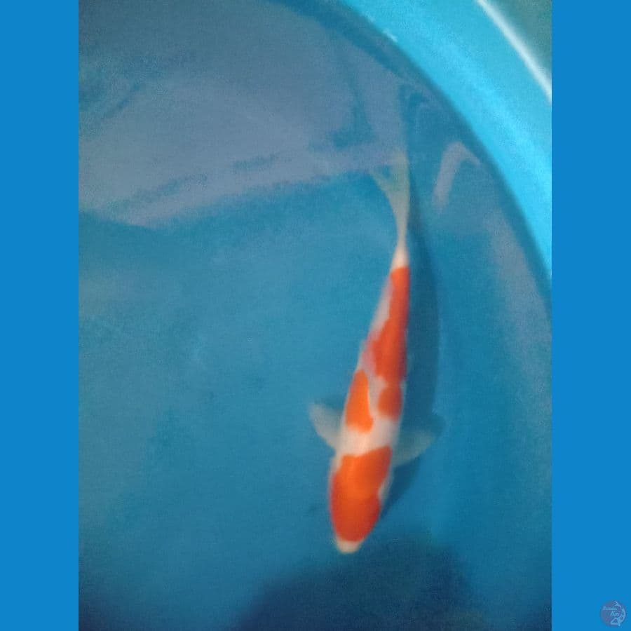 kohaku24cm