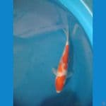 kohaku24cm