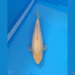 Karashi Ginrin 33 cm | Saipul Madina