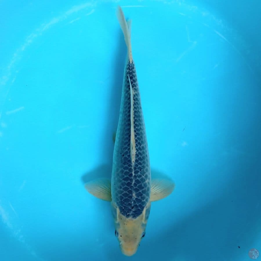 ASAGI MALE 37CM RING PADAT