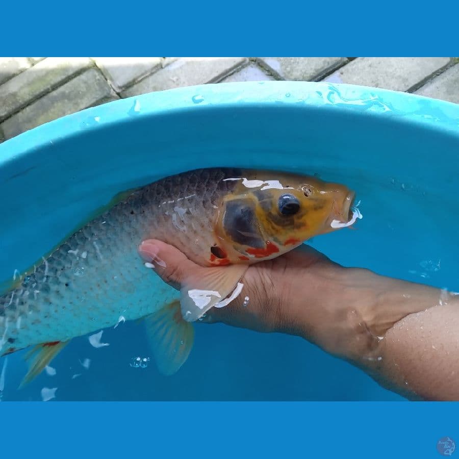 ASAGI MALE 37CM RING PADAT