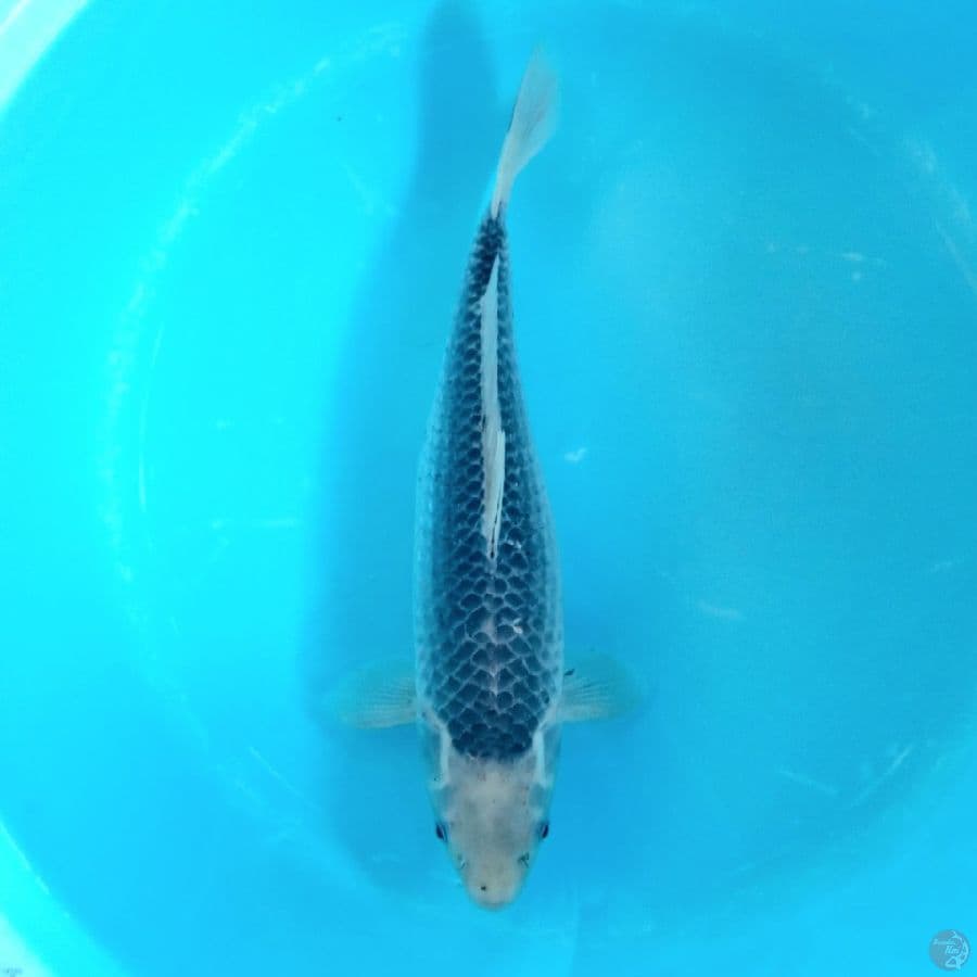 ASAGI FEMALE 41CM