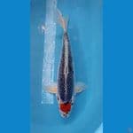 52cm ghosiki Female