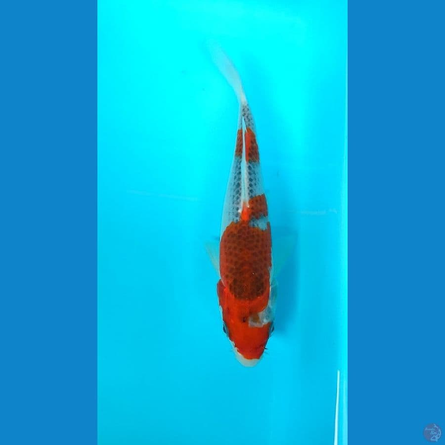 goshiki 17 cm