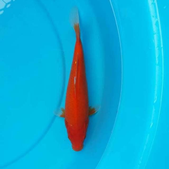 Benighoi merah jos