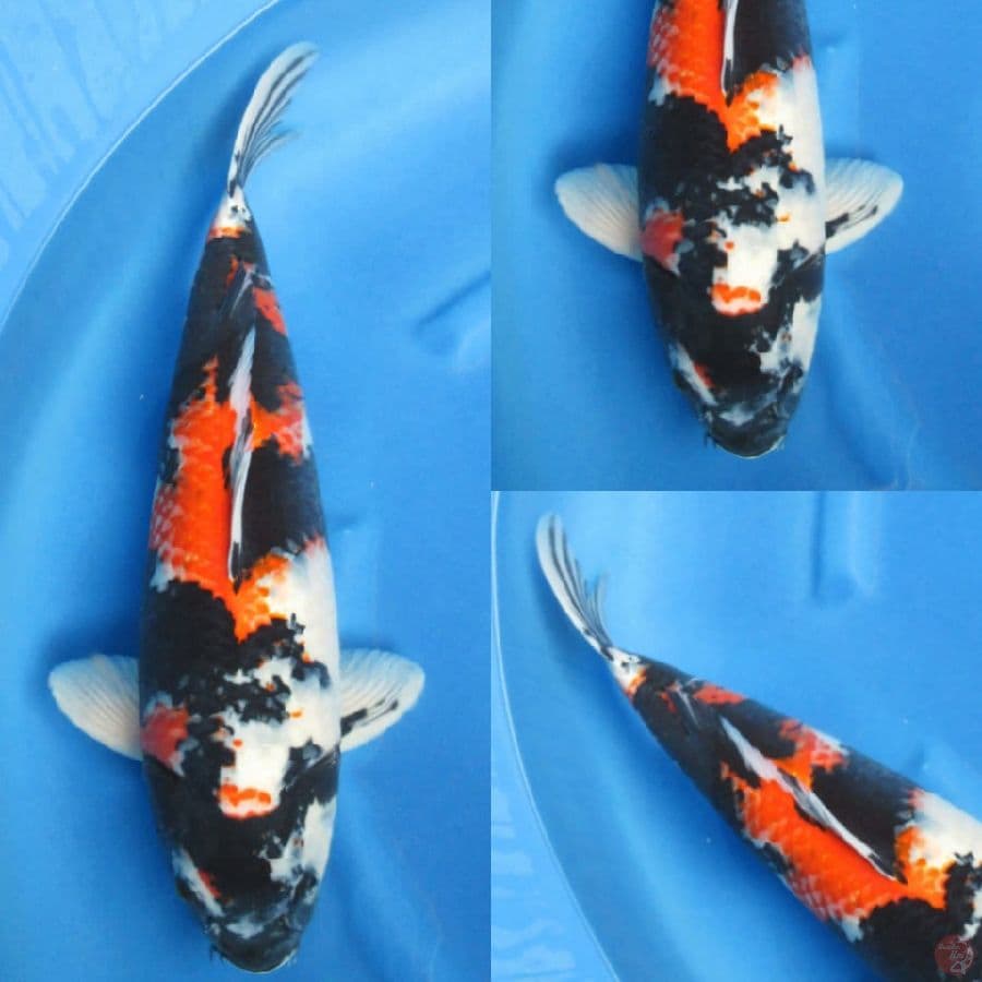 52cm , Jumbo Showa Tategoi 