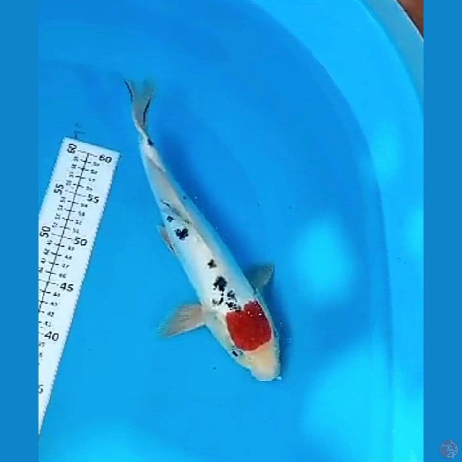 35 cm tanco doitsu ml