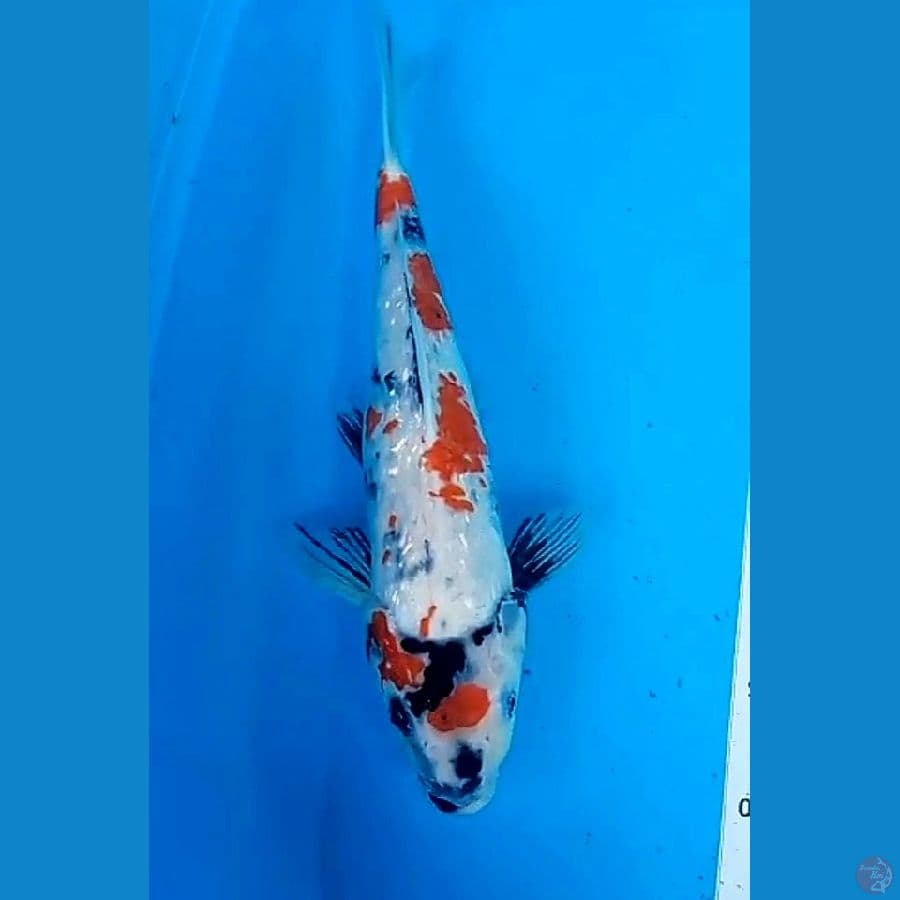 37 cm showa ginrin ml