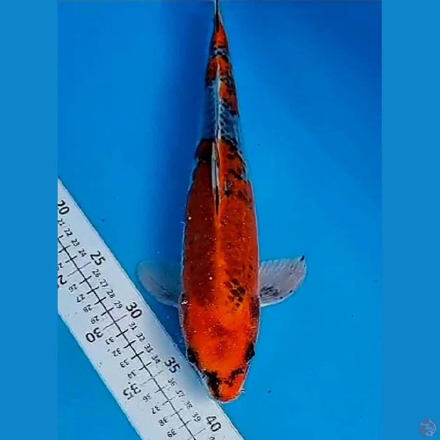 37 cm benigingga
