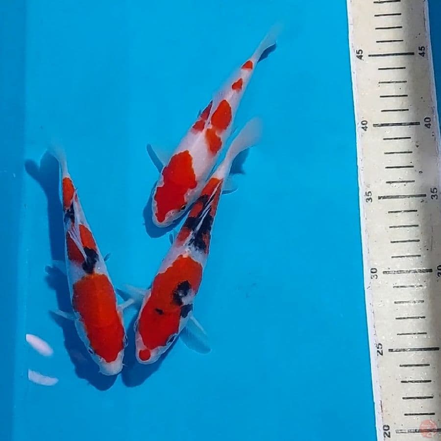 MINION SANKE KOHAKU 16-18 CM