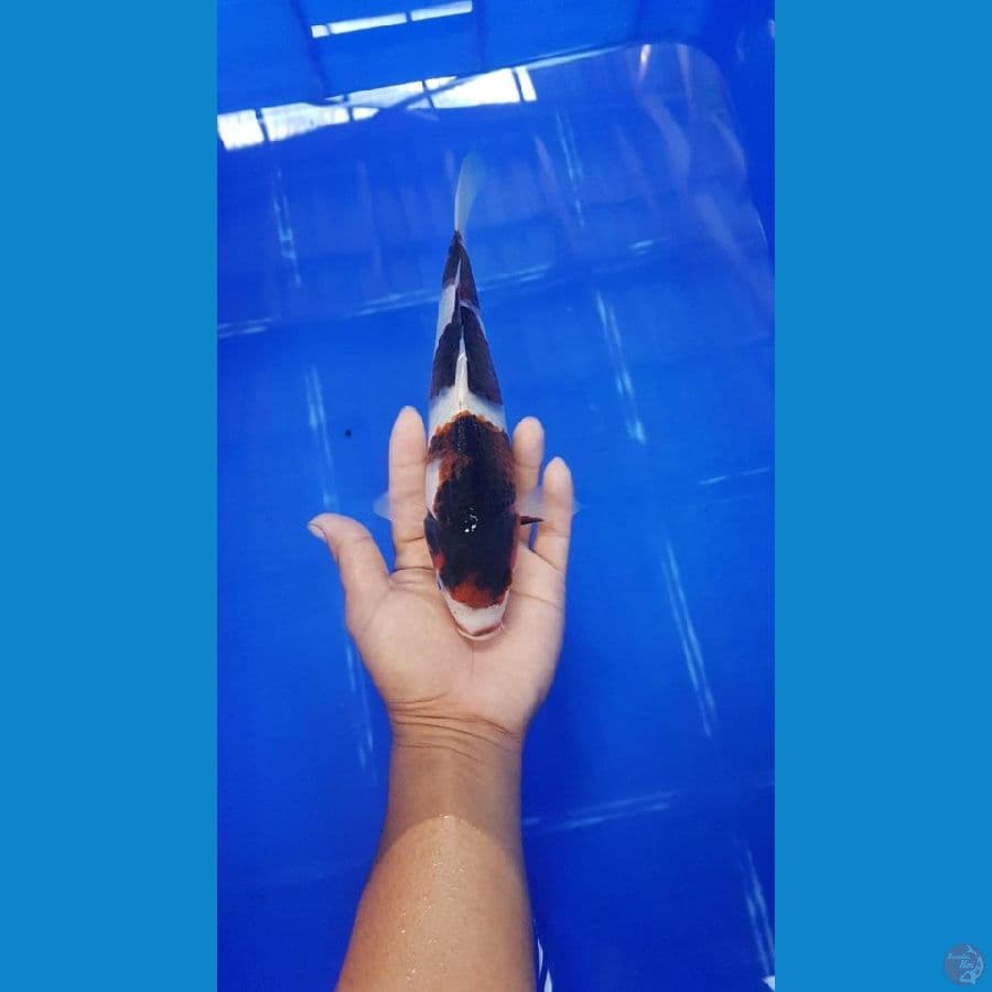 budo Goromo 25 cm