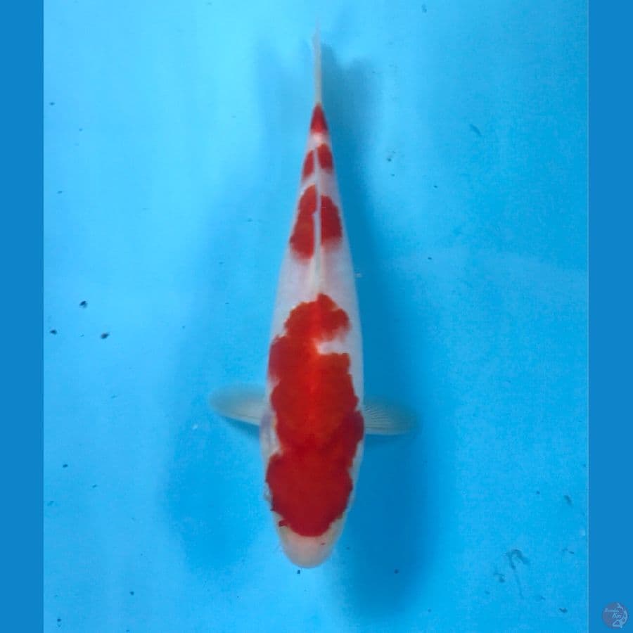 kohaku 22cm