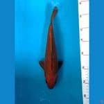 Beni Chagoi size 27cm