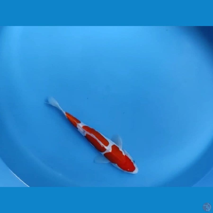 kohaku doit 3step