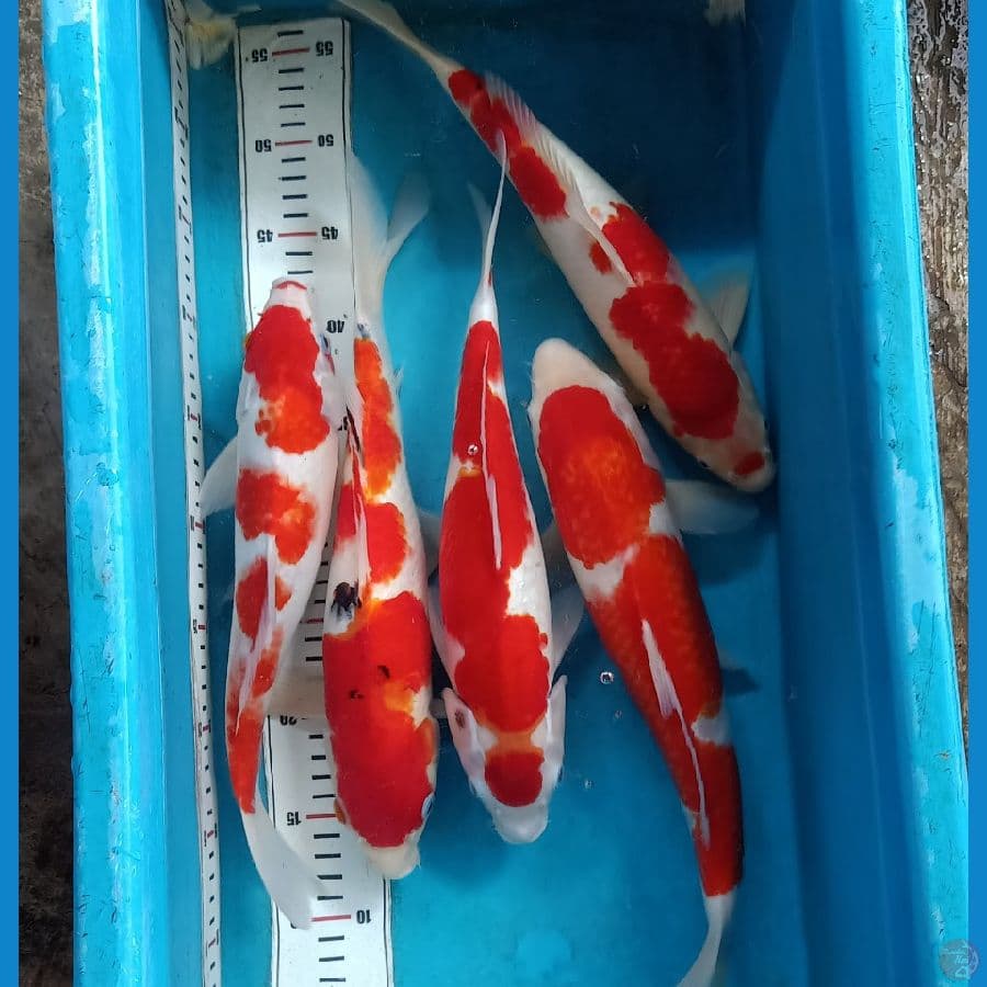 Mix Kohaku, Sanke 33cm-38cm