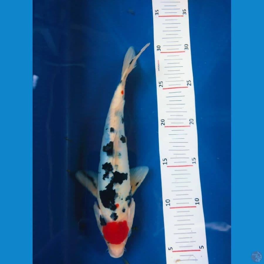 tancho 26cm
