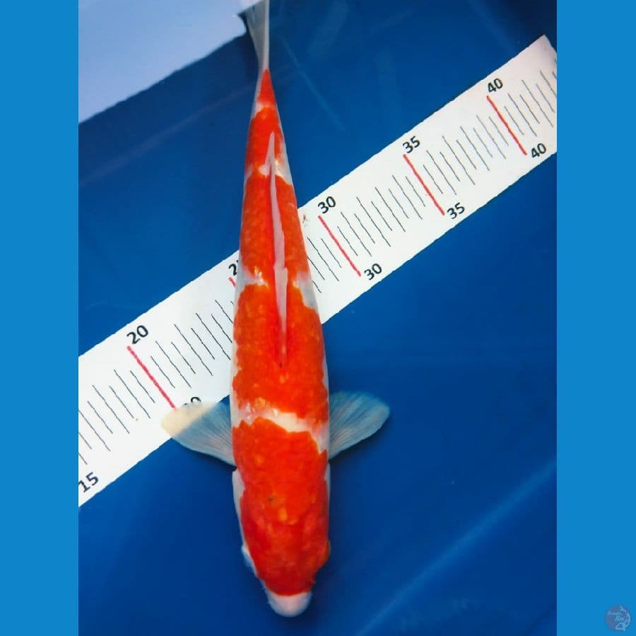 kohk 26cm