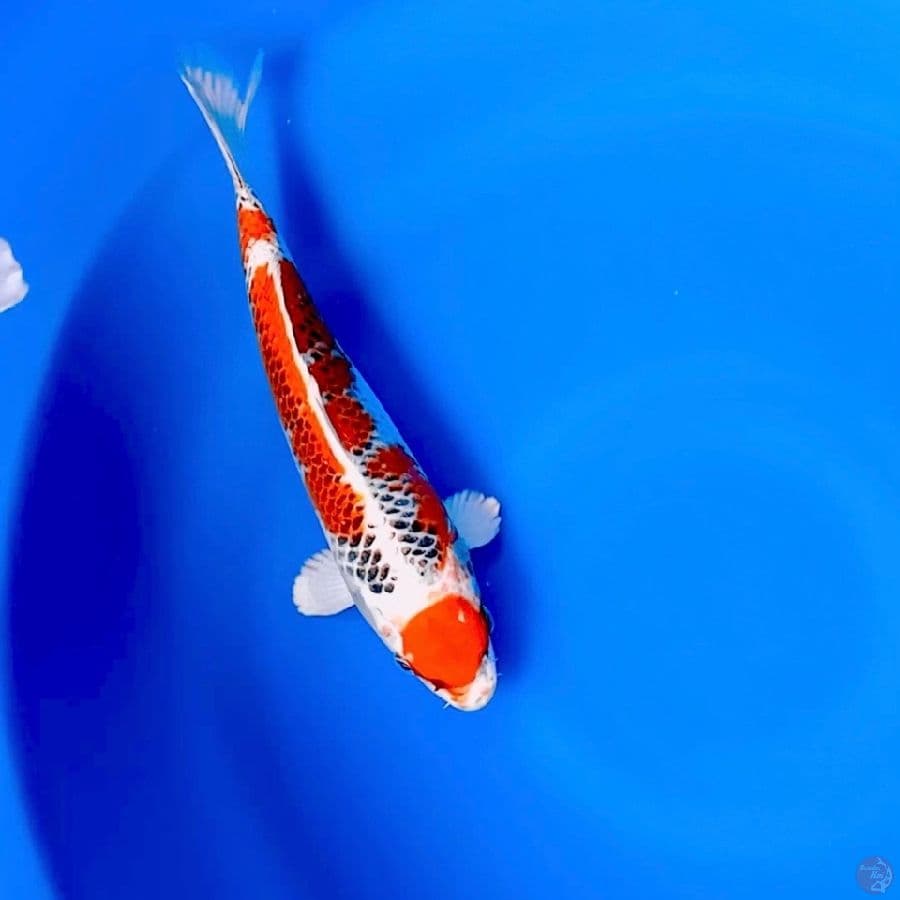 maruten kujaku 30cm