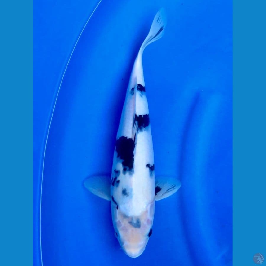 33cm , Putih Salju