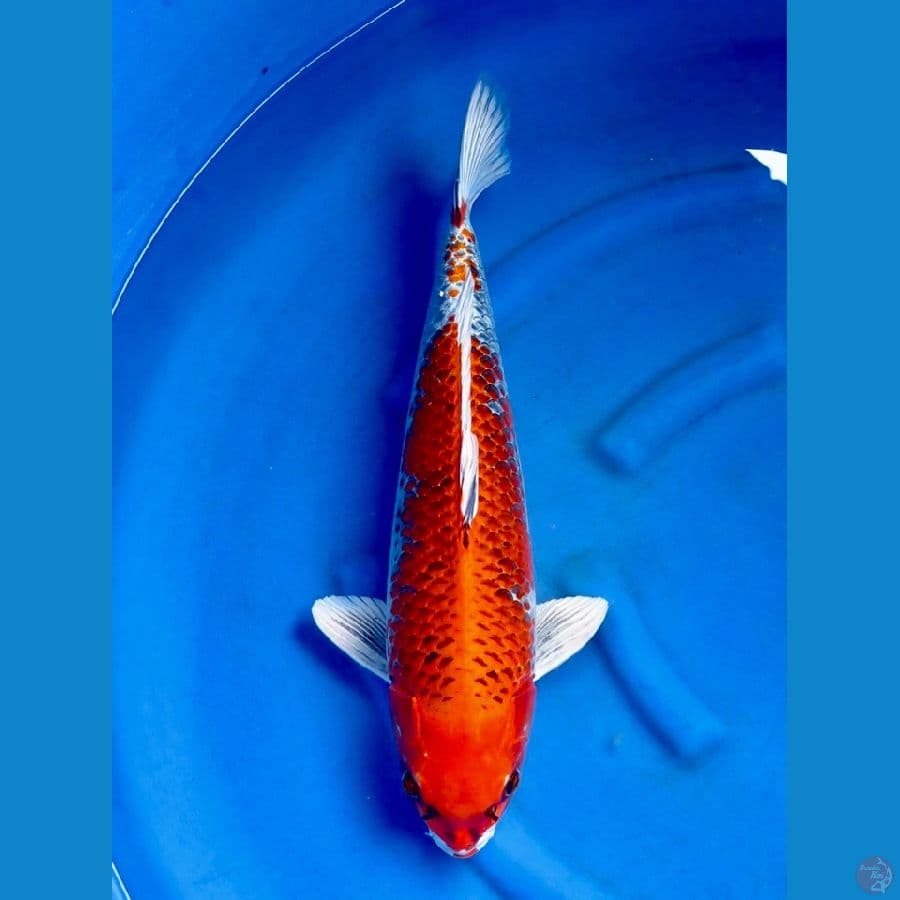 53cm , Jumbo Male 