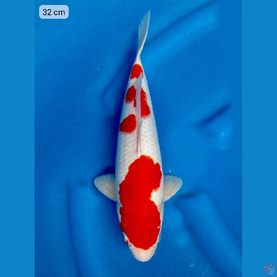 32cm Edisi merah putih