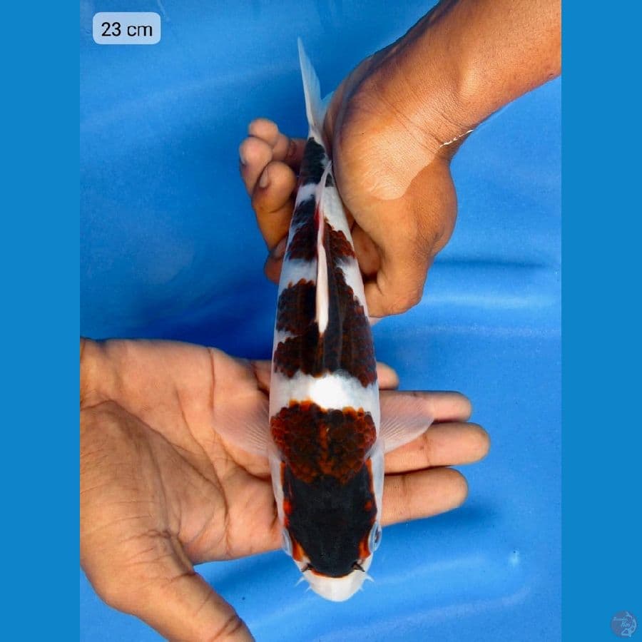 23cm SQ Budo