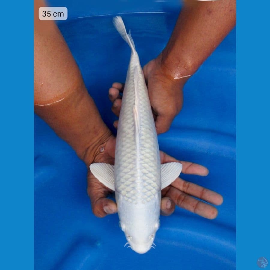 35cm , male Putih salju